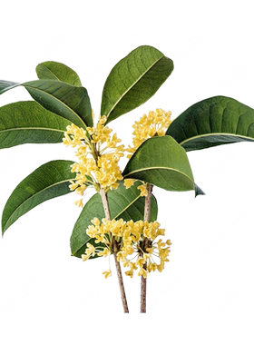 海妈家多季节开花桂花盆栽