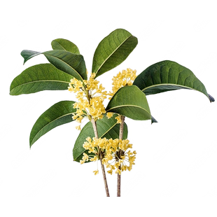 海蒂的花园旗舰店桂花树苗庭院花卉绿植盆栽多季节开花植物