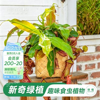 海蒂的花园 猪笼草食虫植物食虫草阳台窗台桌面盆栽绿植趣味植物