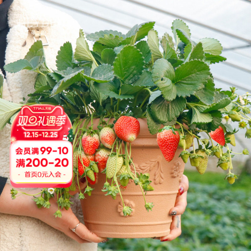包对版可结果草莓苗香甜可口