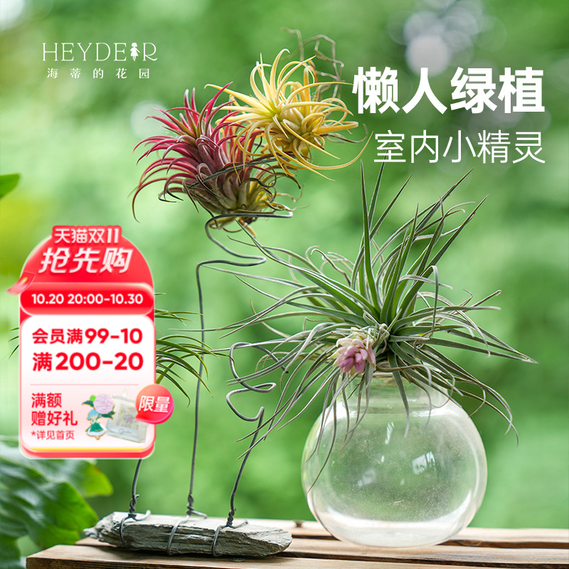 空气凤梨无土植物室内趣味绿植