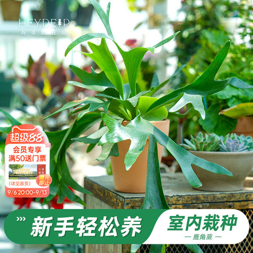 鹿角蕨盆栽奇特桌面植物