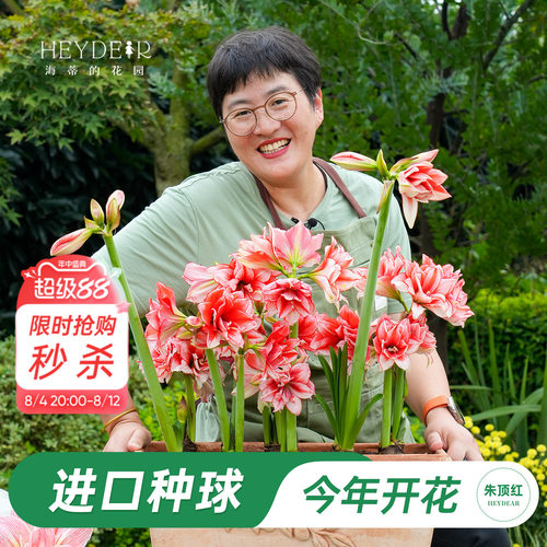 朱顶红进口种球包对版60天内开