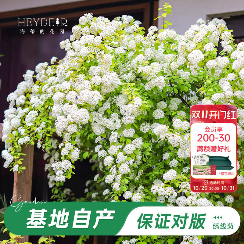 海蒂的花园旗舰店黄金喷泉绣线菊八重小手球花灌木花卉植物盆栽苗