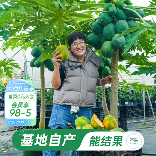 海蒂的花园旗舰店木瓜盆栽苗树苗南方种植庭院盆栽地栽果树果苗