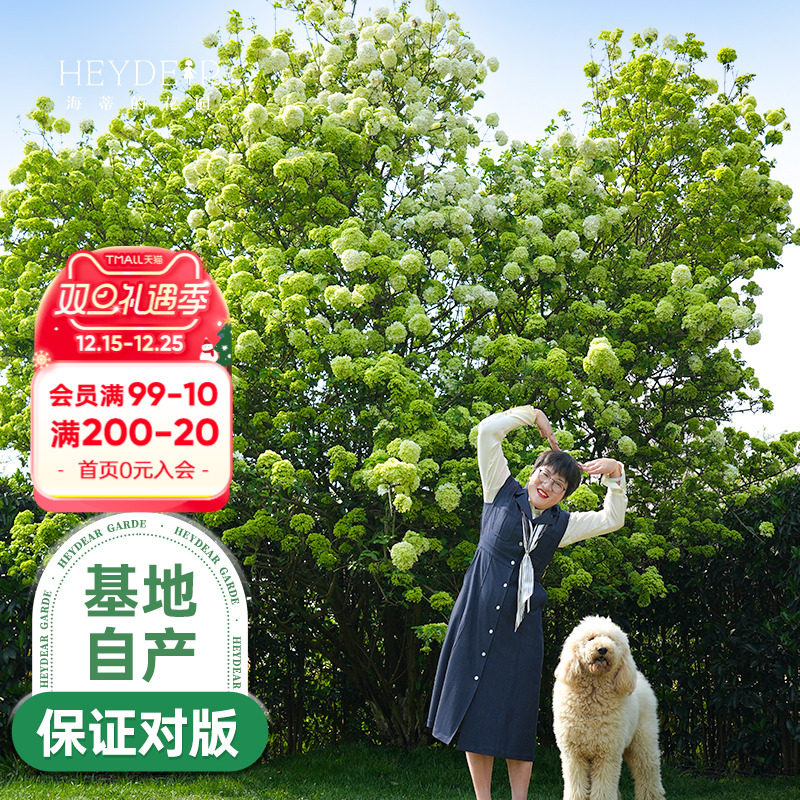 海蒂的花园中华木绣球斗球灌木花卉庭院大型造景木本植物盆栽树苗