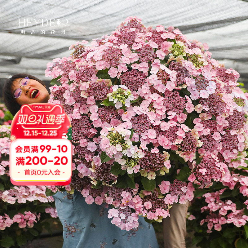 海蒂的花园姬小町大花绣球花量大