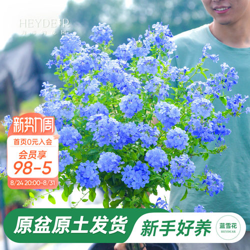 海蒂阳台蓝雪花海蒂的花园
