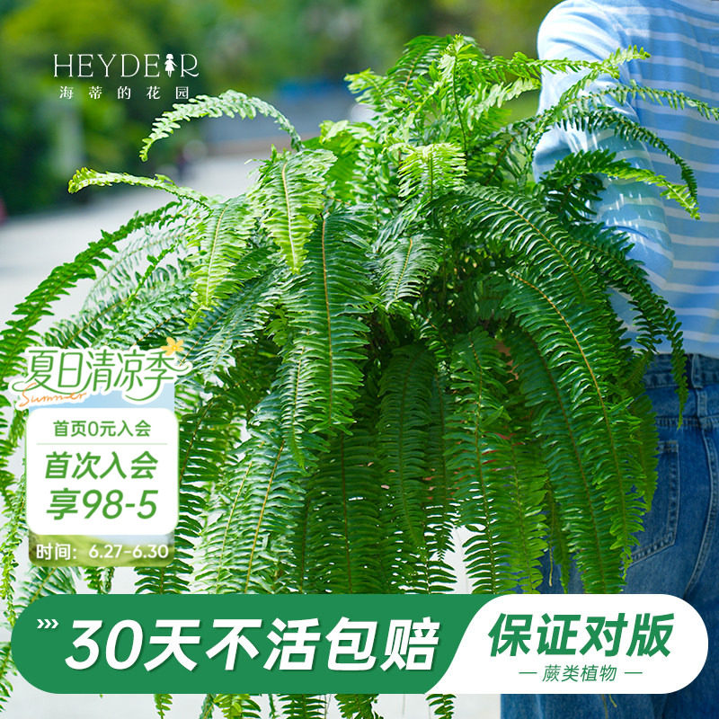 海蒂的花园旗舰店蕨类绿植室内盆栽植物霸王蕨铁线蕨办公室绿植 - 实物图