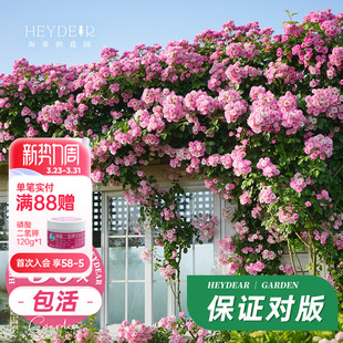 盆栽 花苗龙沙宝石花卉植物易活好养爬藤月季 海蒂 花园藤本月季