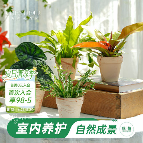 海蒂的花园成品绿植盆栽新手好养