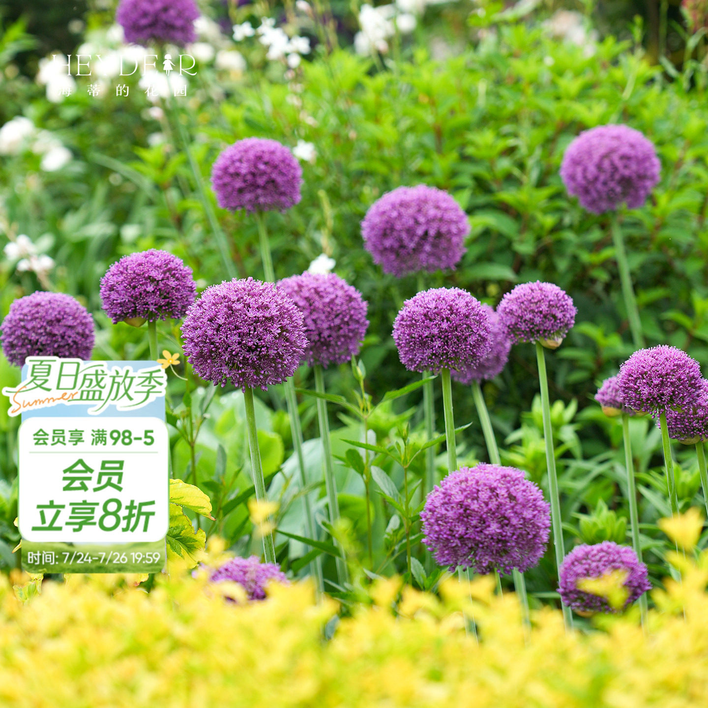 海蒂的花园旗舰店大花葱种球多年生庭院花境花卉夏季开花球根