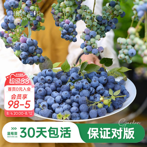 海妈家蓝莓苗原盆原土发货