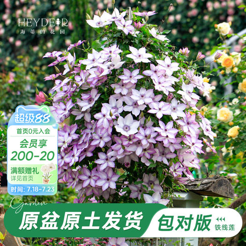 海蒂的花园铁线莲乌托邦爬藤植物