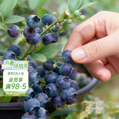 海蒂的花园旗舰店蓝莓树果苗北方可种绿植庭院盆栽蓝莓树果苗阳台