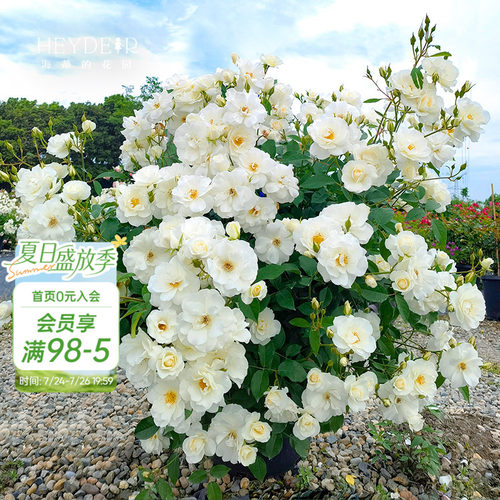 海蒂的花园灌木盆栽苗花卉植物