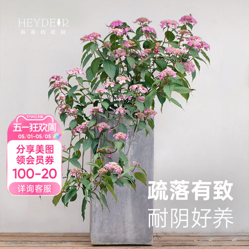 旗舰店海蒂的花园山绣球野趣美