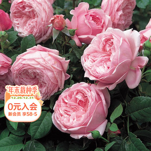 浓香阳台庭院盆栽花卉植物花苗 自由精神藤本攀援月季 海蒂 花园