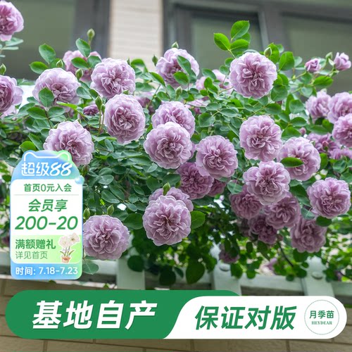 海蒂的花园蓝色阴雨月季