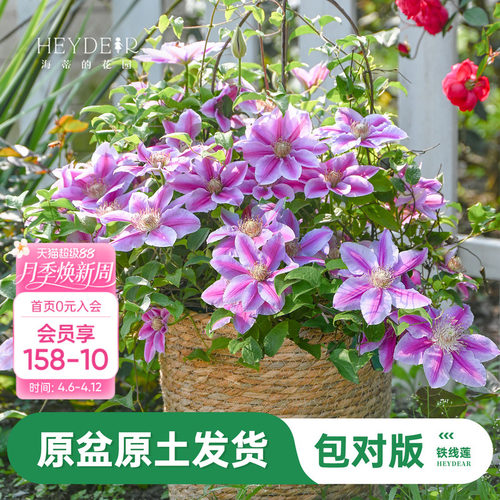 海蒂的花园旗舰店铁线莲苗乌托邦倒影爬藤铁线莲盆栽苗庭院可种