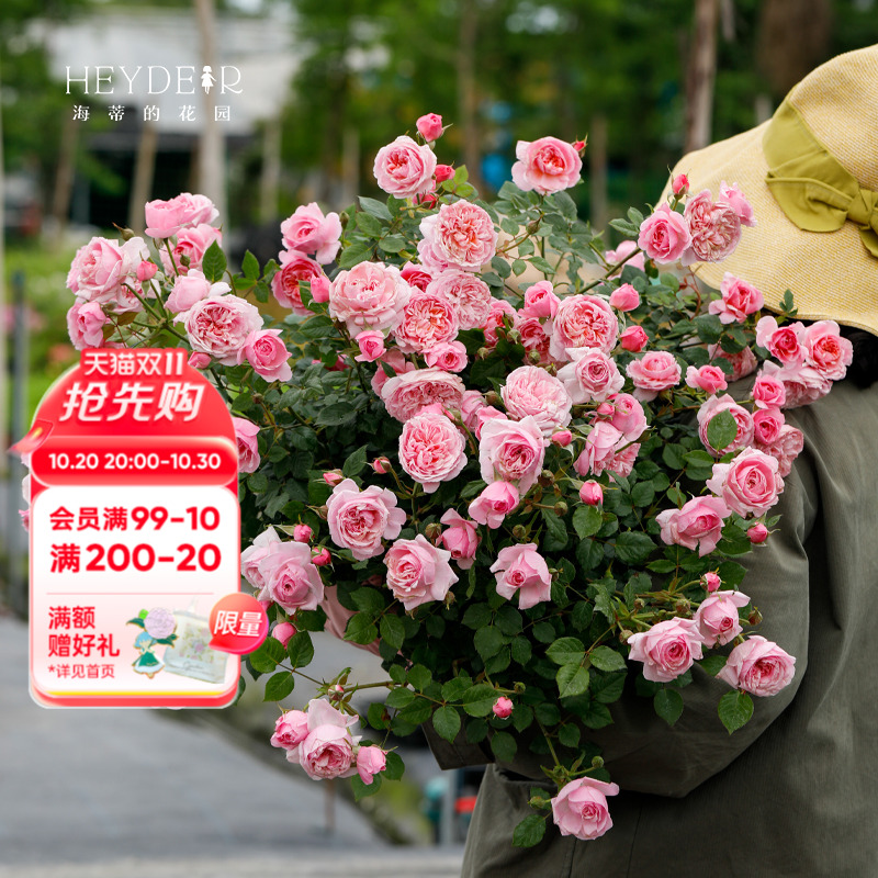 海蒂的花园铃之妖精微型灌木月季