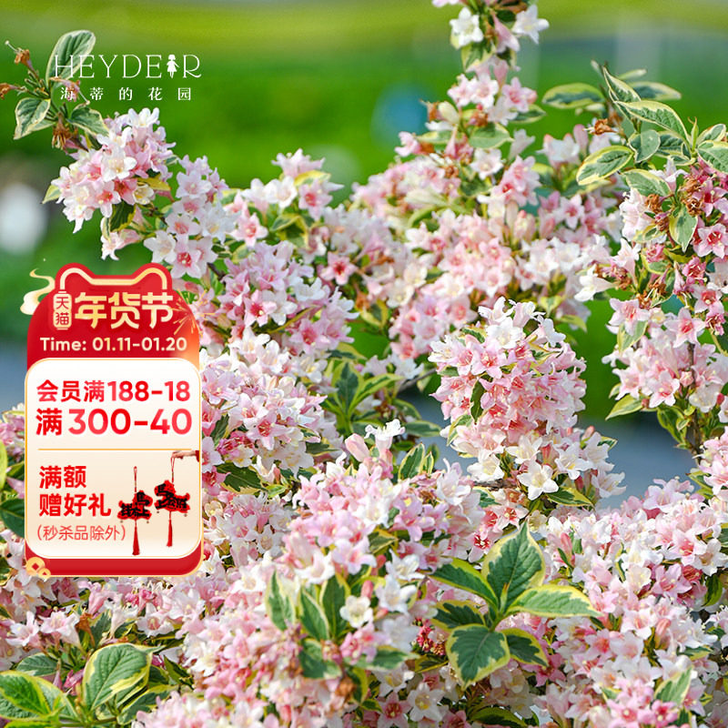 海蒂的花园锦带春季开花灌木耐寒易养室外庭院露台花卉植物盆栽苗,鲜花速递/花卉仿真/绿植园艺,时令草本花卉,淘宝优惠券,粉丝福利购,淘宝优惠卷