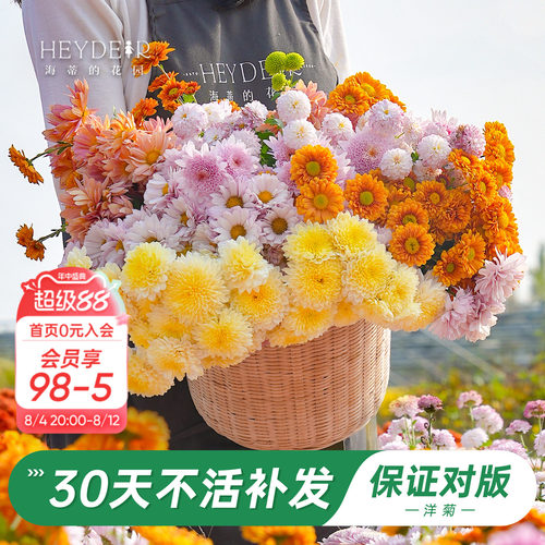 洋菊盆栽花苗易养易爆花