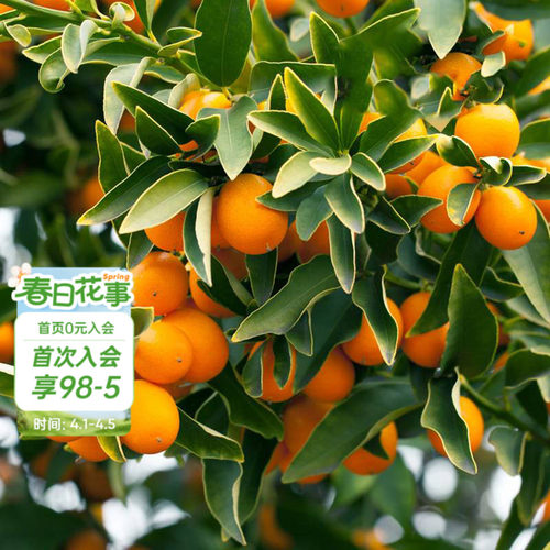 海蒂的花园家庭种植果树