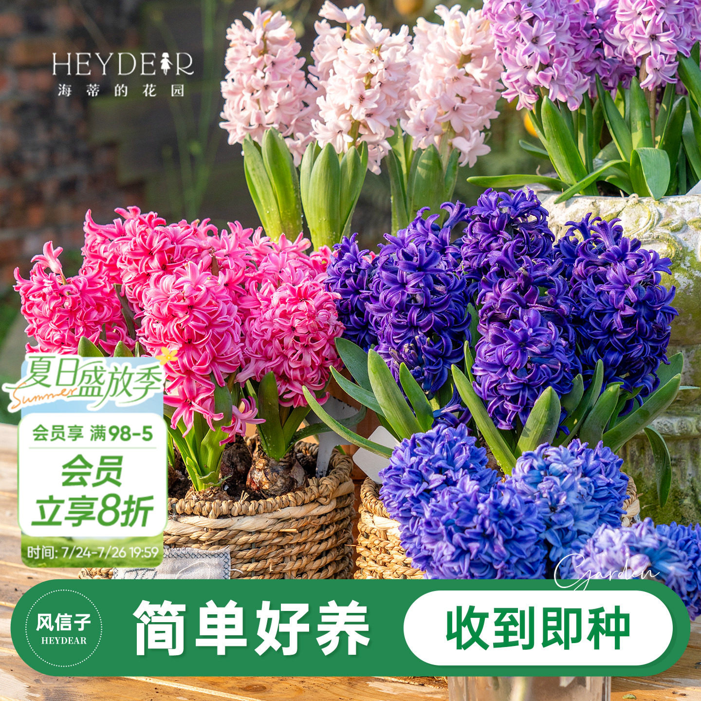 海蒂的花园旗舰店风信子种球球根阳台盆栽地栽水培花卉植物