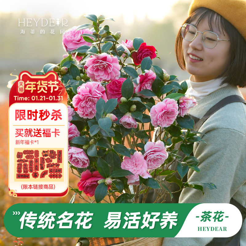 海蒂的花园茶花树苗带花苞盆栽山茶花庭院阳台多季开植物四季常绿,鲜花速递/花卉仿真/绿植园艺,时令草本花卉,淘宝优惠券,粉丝福利购,淘宝优惠卷