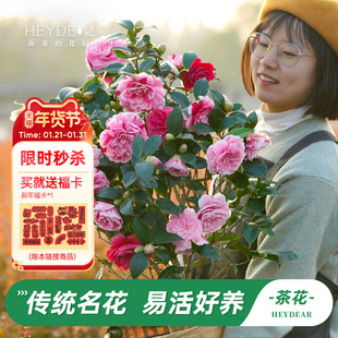 海蒂的花园茶花树苗带花苞盆栽山茶花庭院阳台多季开植物四季常绿