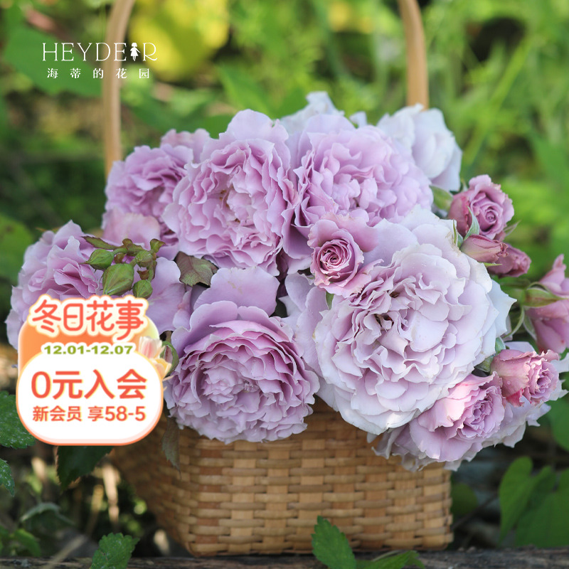 海蒂的花园浓香灌木月季蜻蜓