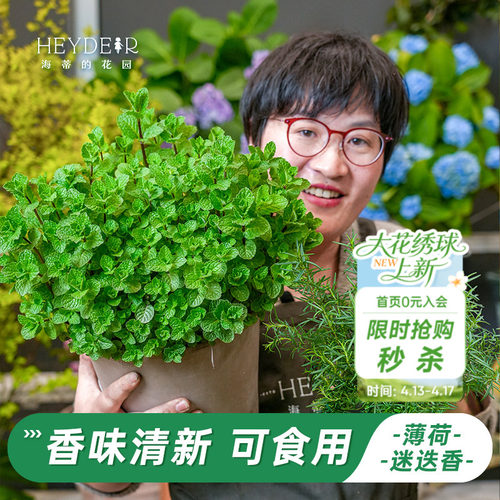 多种类型香草植物香型各异