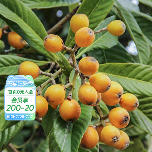种植白沙枇杷海蒂的花园