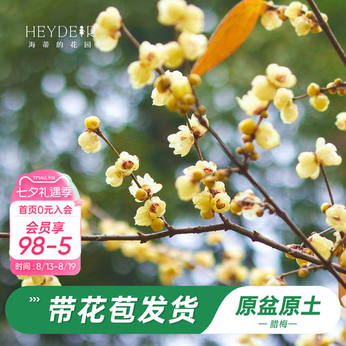 海蒂的花园腊梅花苗易活好养
