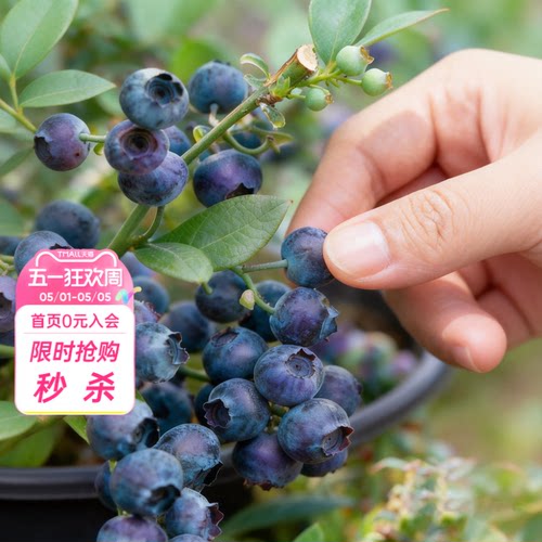 海蒂的花园旗舰店蓝莓树果苗北方可种绿植庭院盆栽蓝莓树果苗阳台