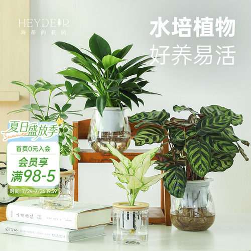 客厅办公桌室内观赏水培绿植