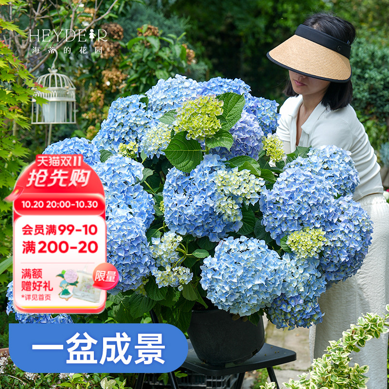 基地自产绣球花大苗保证对版