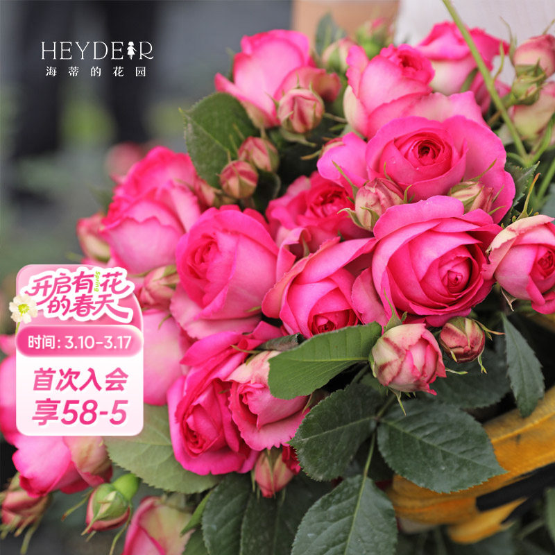 海蒂的花园深粉龙沙宝石爬藤月季拱门花墙植物阳台庭院花卉盆栽苗