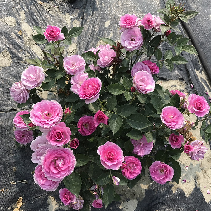 海蒂的花园 完/唯美香气直立丰花月季耐寒阳台庭院花卉植物盆栽苗