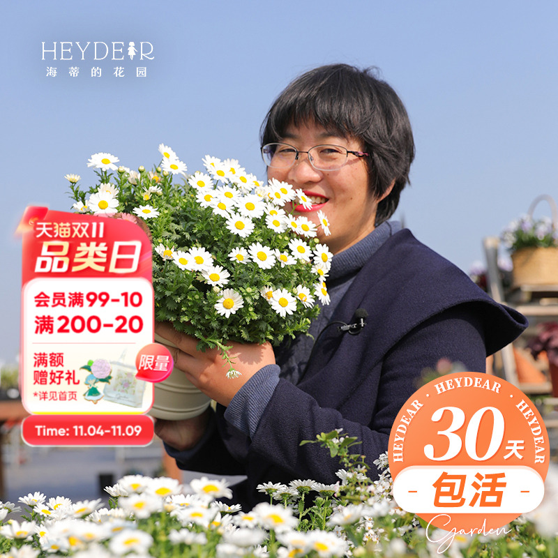 盆栽阳台白晶菊海蒂的花园夏季