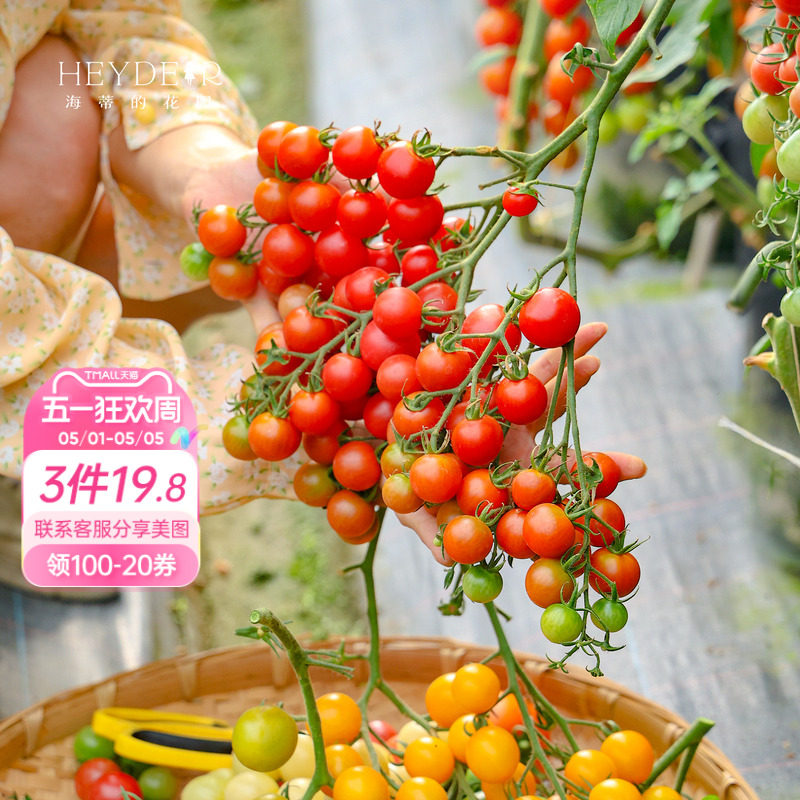 海蒂的花园旗舰店西红柿苗秧带土盆栽家庭种当年可结果水果番茄苗