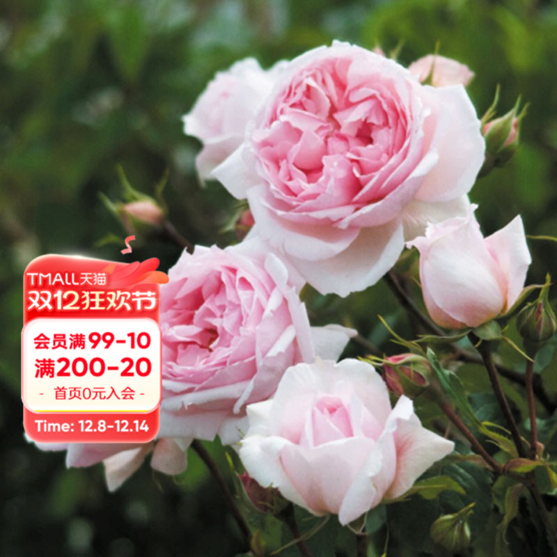 海蒂的花园月季威基伍德抗病浓香