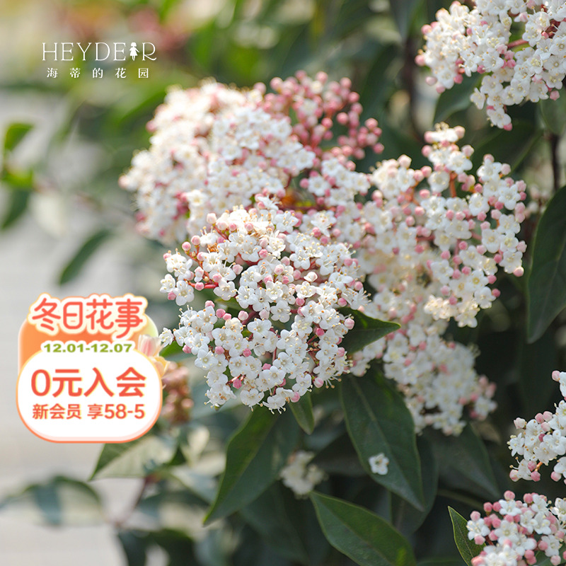 花期超长冬季开花荚蒾常绿多年生