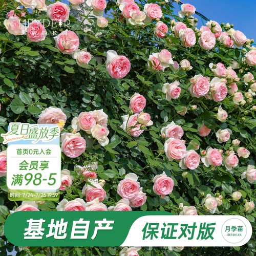 基地自产藤本月季苗包对版