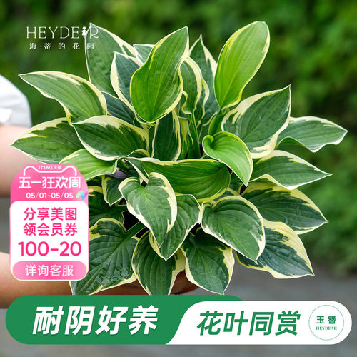海蒂的花园玉簪阳台庭院观叶