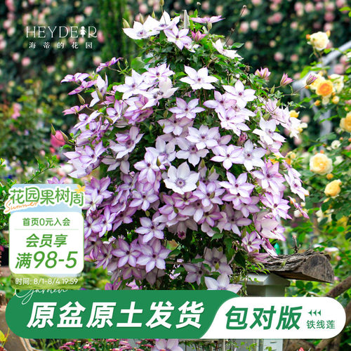 海蒂的花园铁线莲乌托邦爬藤植物