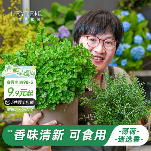 牛排用迷迭香盆栽可食用薄荷苗