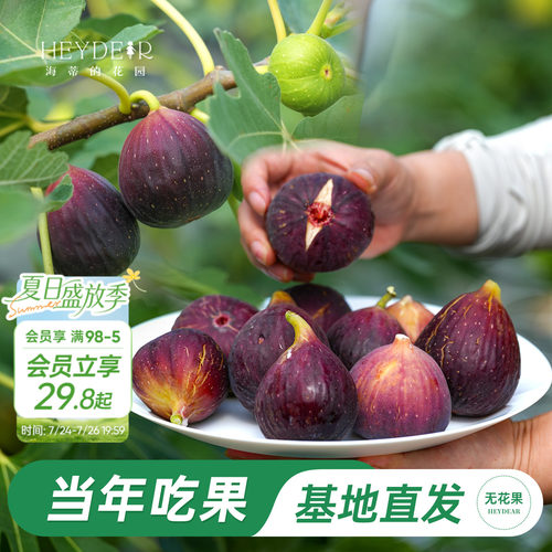 海妈家自产无花果盆栽苗