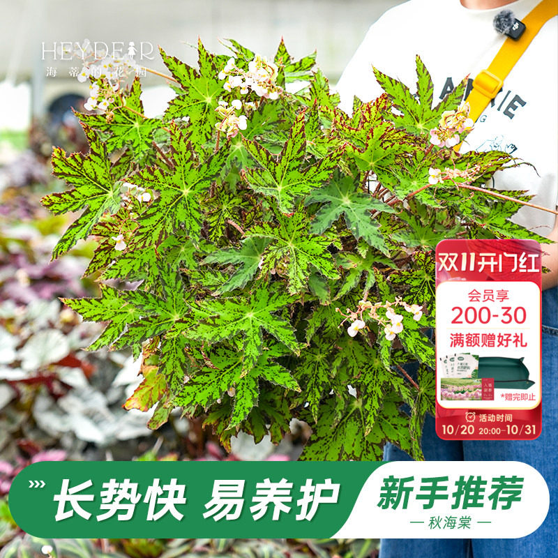 海蒂的花园旗舰店秋海棠绿植室内盆栽客厅办公室绿植观叶花卉植物